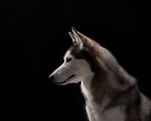 A Siberian Husky in profile with an intense gaze is set against a black background, emphasizing its...