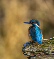 Common kingfisher - Alcedo atthis