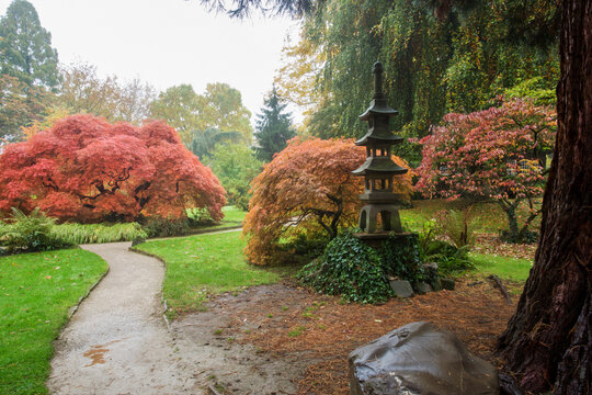 Fantastic landscape in Leverkusen. Japanese garden in autumn with Japanese maple (variety with dissected leaves)
