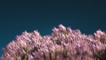 Flowering orpine - Hylotelephium telephium, stonecrop family. Macro shot.