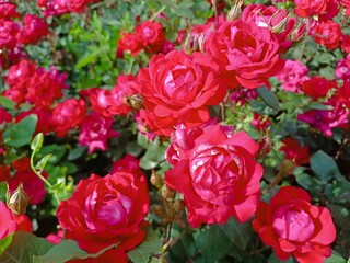 Romantic garden scene with vibrant red rose blossoms surrounded by green leaves.