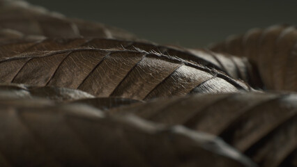 Carpinus betulus dry leaves looking like strange creatures. Macro shot.