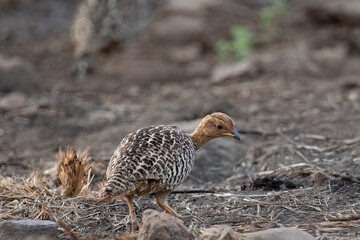 Coqui Francolin ( Peliperdix coqui ) Pilanesberg National Park, South Africa