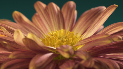 Chrysanthemum Mammoth Coral Daisy. Internal structure of flower. Macro shot.