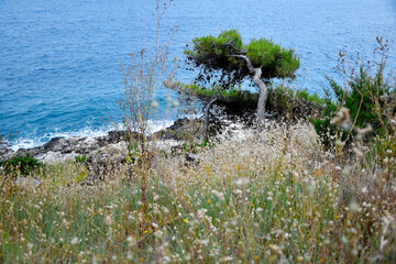 Adriatic sea, Hvar, Croatia. Grass and pine tree on the shore