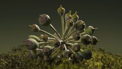 Ivy seed head - Hedera helix, lying on moss. Plant structure. Macro shot.