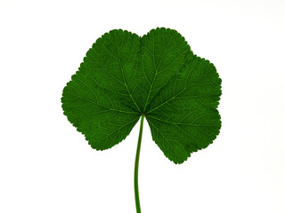 Fototapeta premium Green leaf on a white background. Observe. Malva genus