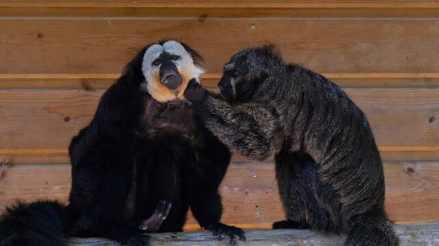 A pair of sakis sits under their wooden shelter in their enclosure. The female saki carefully grooms the male, who remains patiently in the same position 