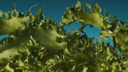 Green curly lettuce salad leaves. Macro shot.