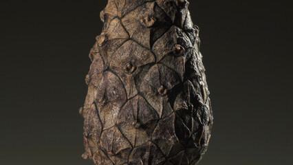 Pine cone. Complex surface texture. Macro shot.