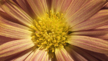 Chrysanthemum Mammoth Coral Daisy. Internal structure of flower. Macro shot.