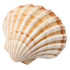 Obraz premium Detailed Scallop Shell isolated on transparent background cutout, Png, Cutout
