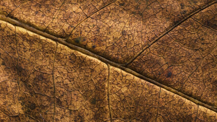 Leaf of Common aspen tree. Complex texture with veins and cells. Macro shot.