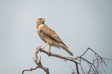 Broad-winged Hawk (Buteo platypterus) perched on a tree branch looking for its next prey