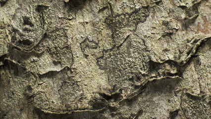 Birch bark. Complex surface texture. Macro shot