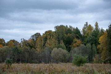 Obraz premium Autumn landscape with trees in October in Latvia