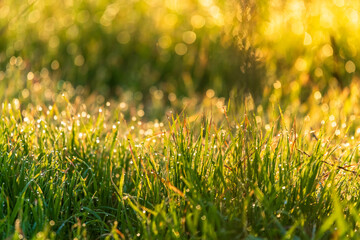 Grass and background blur after rain