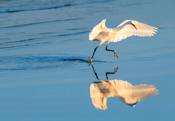 Great Egret with Reflection and Open Wings