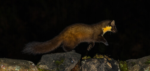 Pine marten - Martes martes