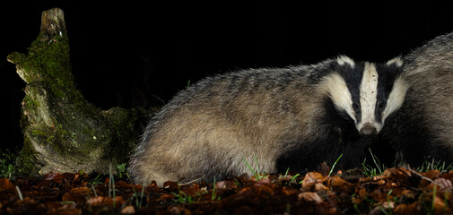 European Badger - Meles meles © David