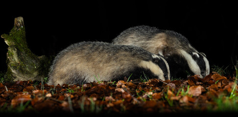 European Badger - Meles meles © David
