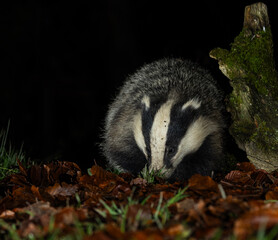 European Badger - Meles meles © David