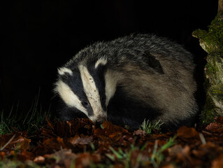 European Badger - Meles meles