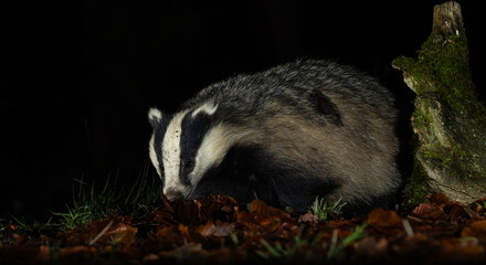 European Badger - Meles meles © David
