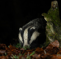 European Badger - Meles meles