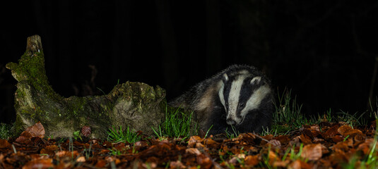 European Badger - Meles meles © David