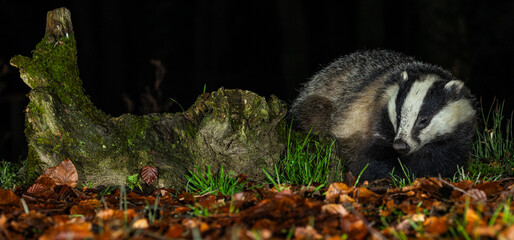 European Badger - Meles meles © David
