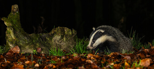 European Badger - Meles meles © David