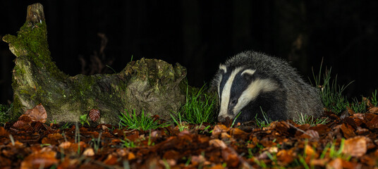 European Badger - Meles meles