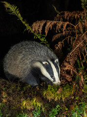 European Badger - Meles meles © David
