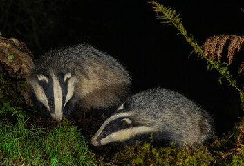 European Badger - Meles meles © David