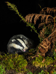 European Badger - Meles meles © David