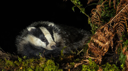 European Badger - Meles meles © David