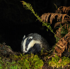 European Badger - Meles meles © David