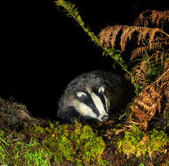 European Badger - Meles meles © David