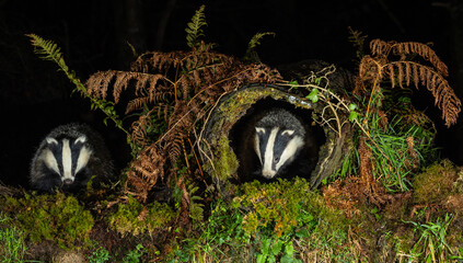 European Badger - Meles meles © David