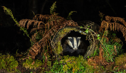 European Badger - Meles meles © David
