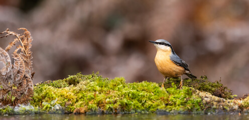 Eurasian nuthatch - sitta europaea