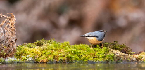 Eurasian nuthatch - sitta europaea