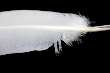 Small White Bird Feather on a Black Background