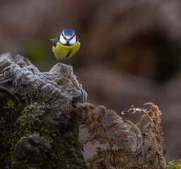 Bluetit - Cyanistes caeruleus