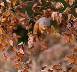 Red squirrel jumping - Sciurus vulgaris