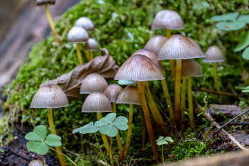 Fototapeta premium A troop of Mycena inclinata mushrooms, also known as Clustered Bonnet