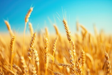 Fototapeta premium Nature Field. Rural Landscape with Golden Wheat Field on Sunny Blue Day