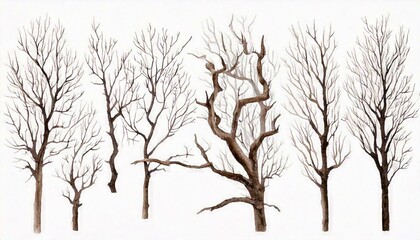 Obraz premium Watercolor dry tree branches set closeup isolated on white background. Hand painting on paper
