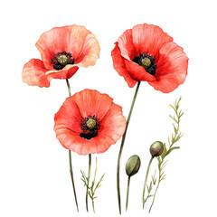 Obraz premium Beautiful red poppy flowers bloom in vibrant colors on isolated background